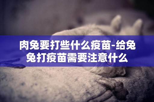 肉兔要打些什么疫苗-給兔兔打疫苗需要注意什么