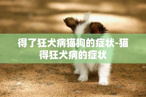 得了狂犬病貓狗的癥狀-貓得狂犬病的癥狀