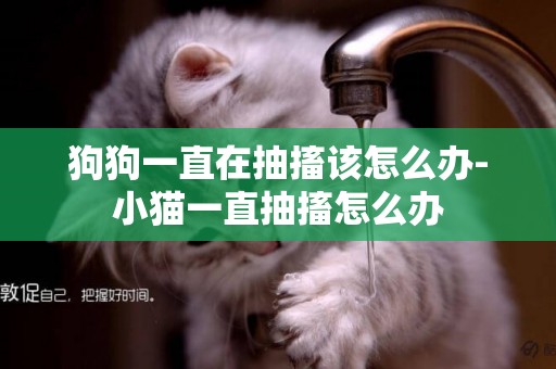 狗狗一直在抽搐該怎么辦-小貓一直抽搐怎么辦