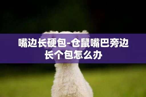 嘴邊長硬包-倉鼠嘴巴旁邊長個包怎么辦