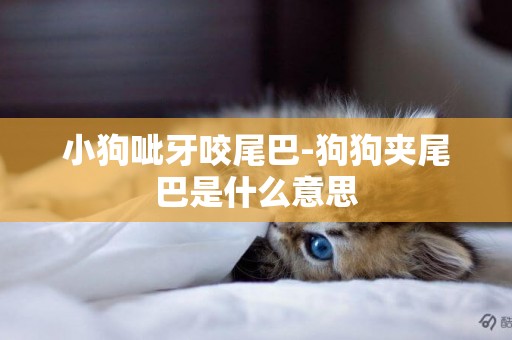 小狗呲牙咬尾巴-狗狗夾尾巴是什么意思