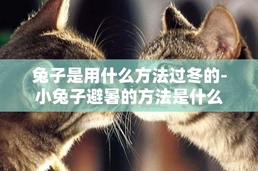 兔子是用什么方法過冬的-小兔子避暑的方法是什么
