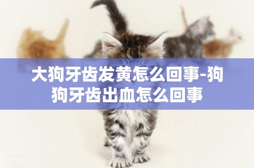 大狗牙齒發黃怎么回事-狗狗牙齒出血怎么回事