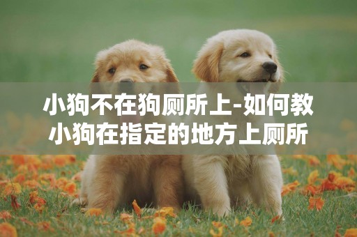 小狗不在狗廁所上-如何教小狗在指定的地方上廁所