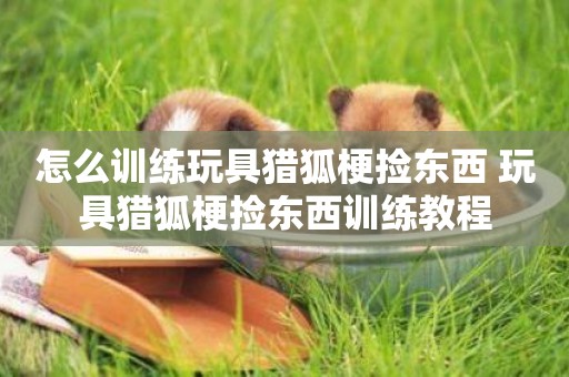 怎么訓練玩具獵狐梗撿東西 玩具獵狐梗撿東西訓練教程