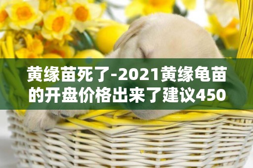黃緣苗死了-2021黃緣龜苗的開盤價格出來了建議4500元
