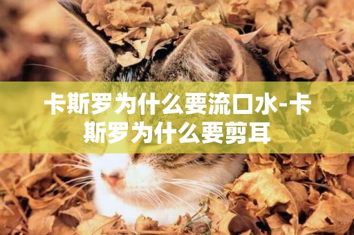 卡斯羅為什么要流口水-卡斯羅為什么要剪耳