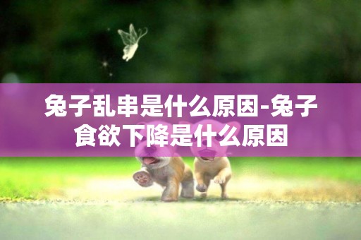 兔子亂串是什么原因-兔子食欲下降是什么原因