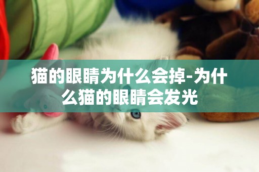 貓的眼睛為什么會掉-為什么貓的眼睛會發光