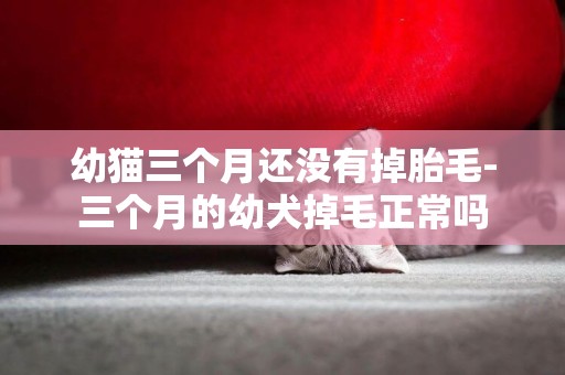 幼貓三個月還沒有掉胎毛-三個月的幼犬掉毛正常嗎