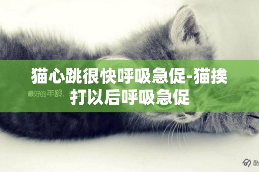 貓心跳很快呼吸急促-貓挨打以后呼吸急促