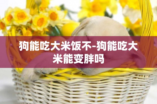 狗能吃大米飯不-狗能吃大米能變胖嗎