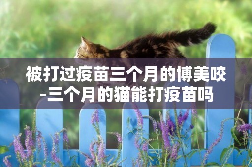 被打過疫苗三個月的博美咬-三個月的貓能打疫苗嗎