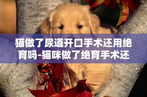 貓做了尿道開口手術還用絕育嗎-貓咪做了絕育手術還亂尿怎么回事