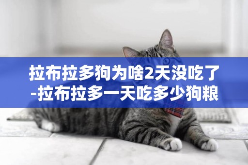 拉布拉多狗為啥2天沒吃了-拉布拉多一天吃多少狗糧