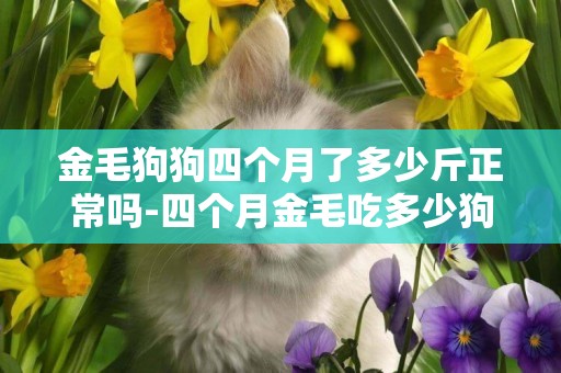 金毛狗狗四個月了多少斤正常嗎-四個月金毛吃多少狗糧