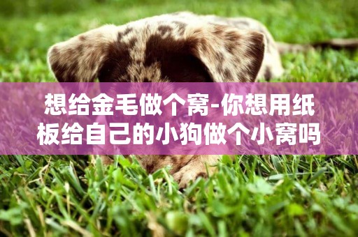 想給金毛做個窩-你想用紙板給自己的小狗做個小窩嗎