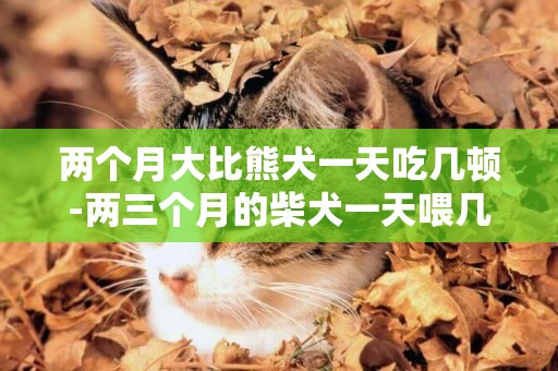 兩個月大比熊犬一天吃幾頓-兩三個月的柴犬一天喂幾頓