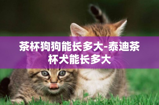 茶杯狗狗能長多大-泰迪茶杯犬能長多大