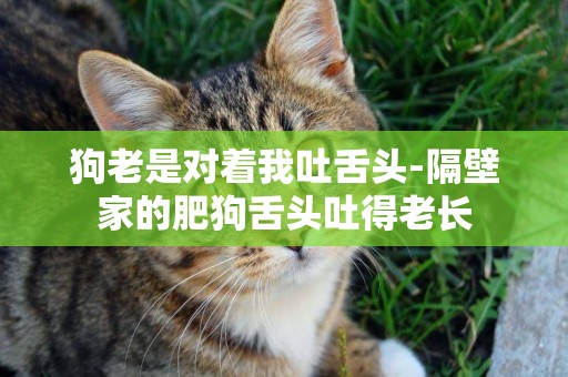 狗老是對著我吐舌頭-隔壁家的肥狗舌頭吐得老長