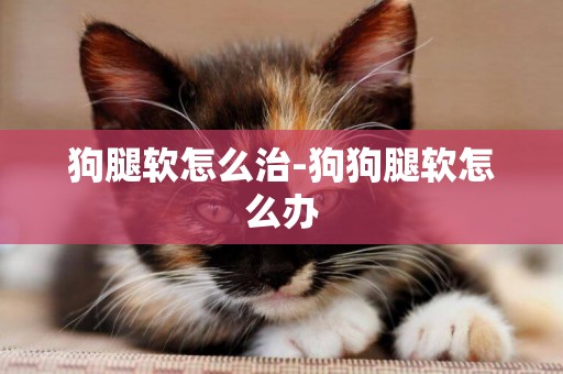 狗腿軟怎么治-狗狗腿軟怎么辦