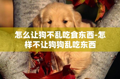 怎么讓狗不亂吃食東西-怎樣不讓狗狗亂吃東西