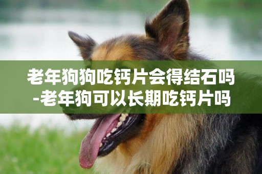 老年狗狗吃鈣片會得結石嗎-老年狗可以長期吃鈣片嗎