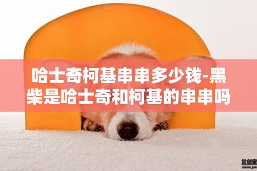 哈士奇柯基串串多少錢-黑柴是哈士奇和柯基的串串嗎