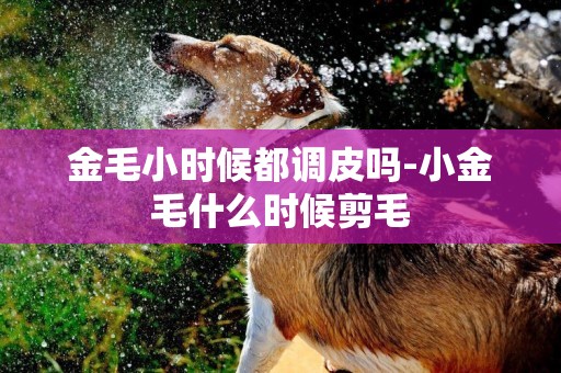 金毛小時候都調皮嗎-小金毛什么時候剪毛