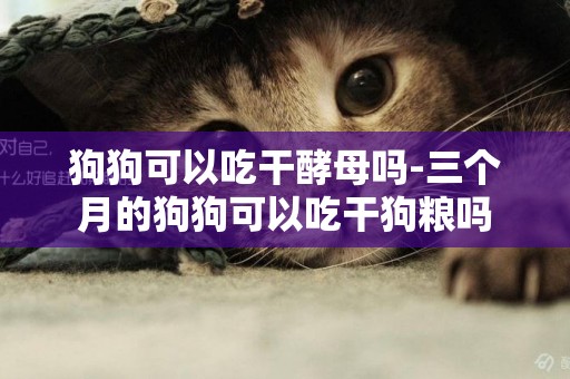 狗狗可以吃干酵母嗎-三個月的狗狗可以吃干狗糧嗎