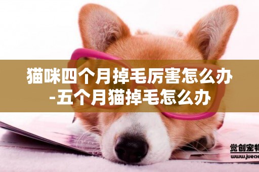 貓咪四個月掉毛厲害怎么辦-五個月貓掉毛怎么辦