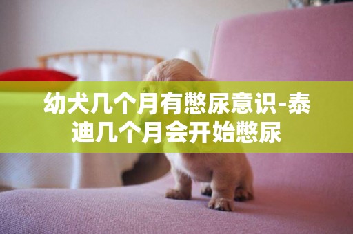 幼犬幾個月有憋尿意識-泰迪幾個月會開始憋尿