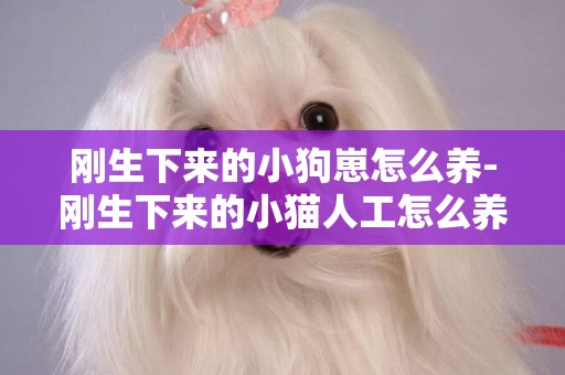 剛生下來的小狗崽怎么養-剛生下來的小貓人工怎么養