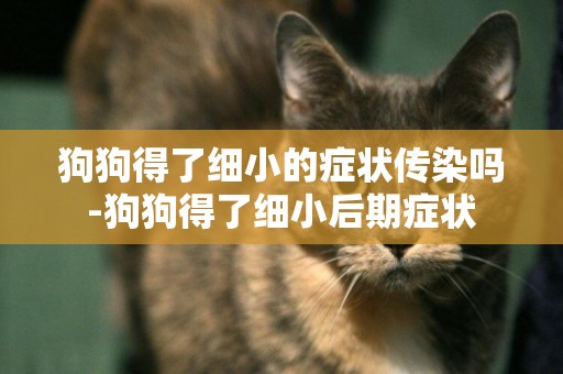 狗狗得了細小的癥狀傳染嗎-狗狗得了細小后期癥狀