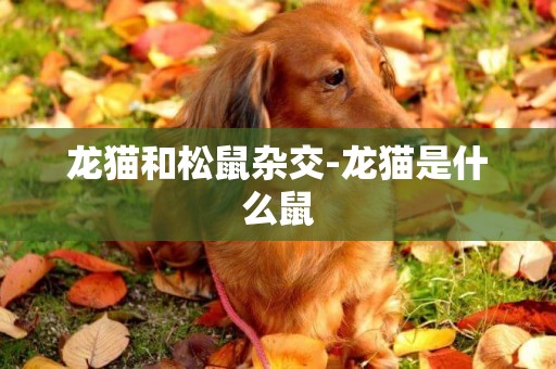 龍貓和松鼠雜交-龍貓是什么鼠
