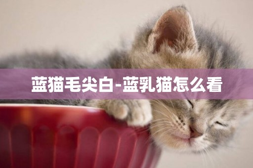 藍貓毛尖白-藍乳貓怎么看