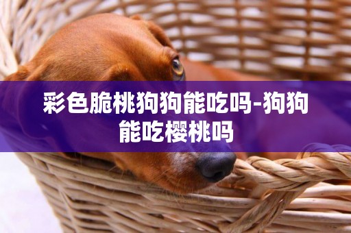 彩色脆桃狗狗能吃嗎-狗狗能吃櫻桃嗎
