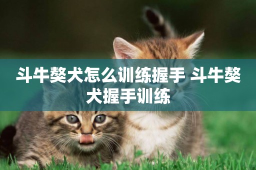 斗牛獒犬怎么訓練握手 斗牛獒犬握手訓練