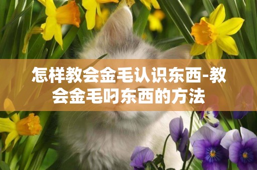 怎樣教會金毛認識東西-教會金毛叼東西的方法