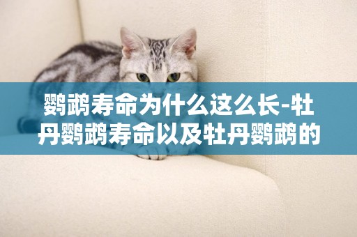 鸚鵡壽命為什么這么長-牡丹鸚鵡壽命以及牡丹鸚鵡的養護辦法