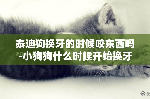 泰迪狗換牙的時候咬東西嗎-小狗狗什么時候開始換牙咬東西