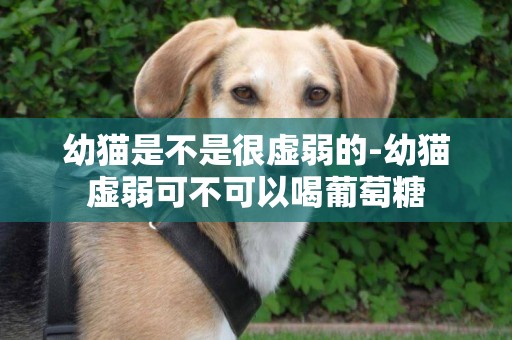 幼貓是不是很虛弱的-幼貓虛弱可不可以喝葡萄糖