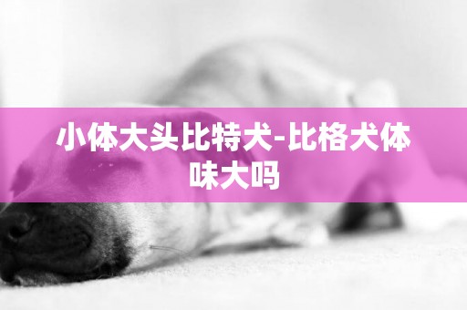 小體大頭比特犬-比格犬體味大嗎