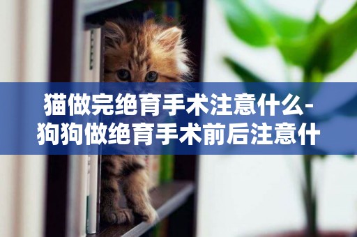 貓做完絕育手術注意什么-狗狗做絕育手術前后注意什么