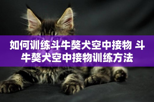 如何訓練斗牛獒犬空中接物 斗牛獒犬空中接物訓練方法
