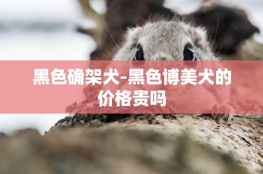 黑色確架犬-黑色博美犬的價格貴嗎