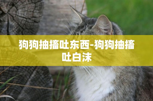 狗狗抽搐吐東西-狗狗抽搐吐白沫
