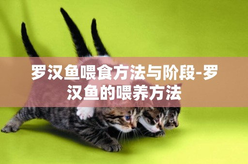 羅漢魚喂食方法與階段-羅漢魚的喂養方法