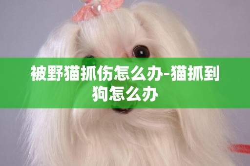 被野貓抓傷怎么辦-貓抓到狗怎么辦