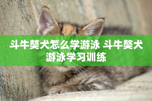 斗牛獒犬怎么學游泳 斗牛獒犬游泳學習訓練